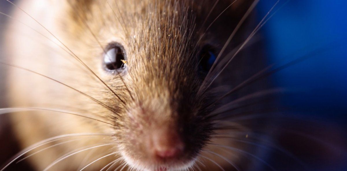 Un adolescente de Recreo, Santa Fe, falleció por Hantavirus. Un adolescente de Recreo, Santa Fe, falleció por Hantavirus.