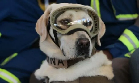 Murió Frida, la perra rescatista símbolo de los terremotos en México Murió Frida, la perra rescatista símbolo de los terremotos en México