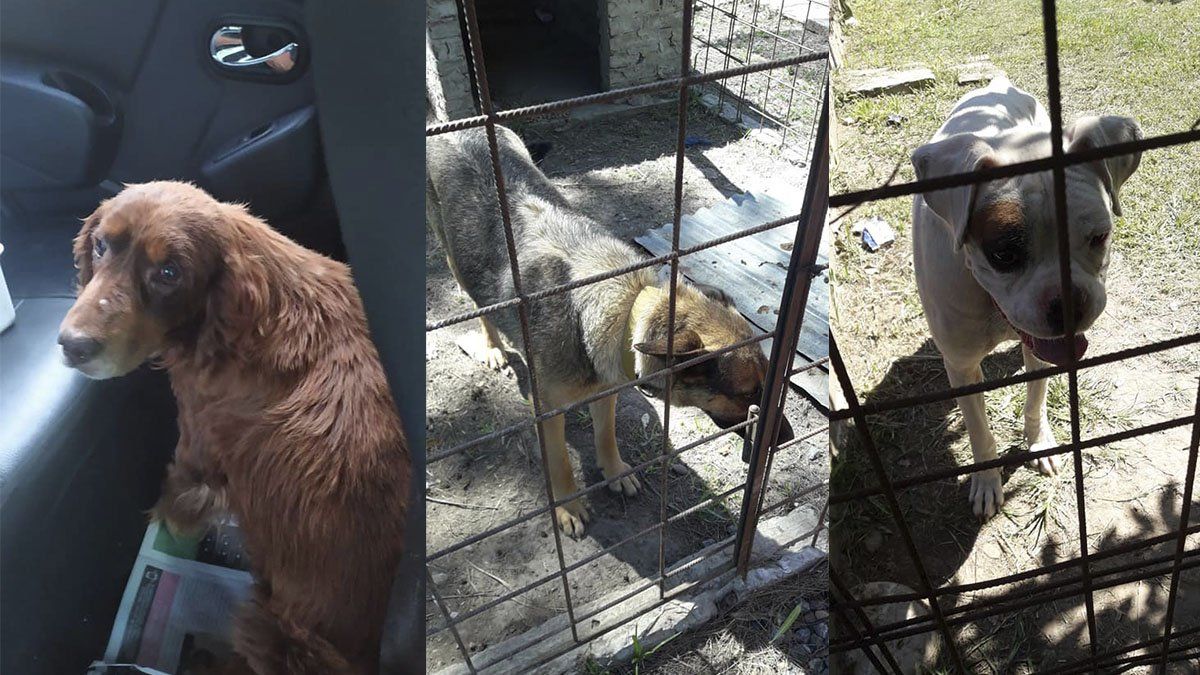 El perro de raza cocker que fue devuelto a la familia Reyes y otros dos antes de ser llevados a tránsito. 