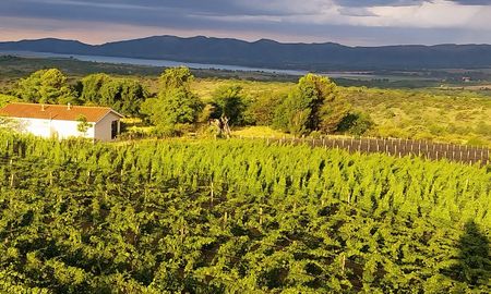 vinos de cordoba: buscan consolidar una marca propia basada en el terroir y la alta calidad vinos de cordoba: buscan consolidar una marca propia basada en el terroir y la alta calidad