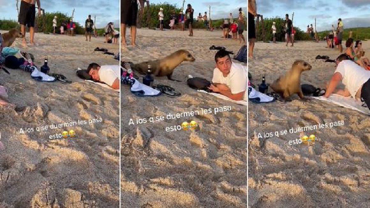 Se quedó dormido en la orilla del mar y al despertar vio una foca a su costado