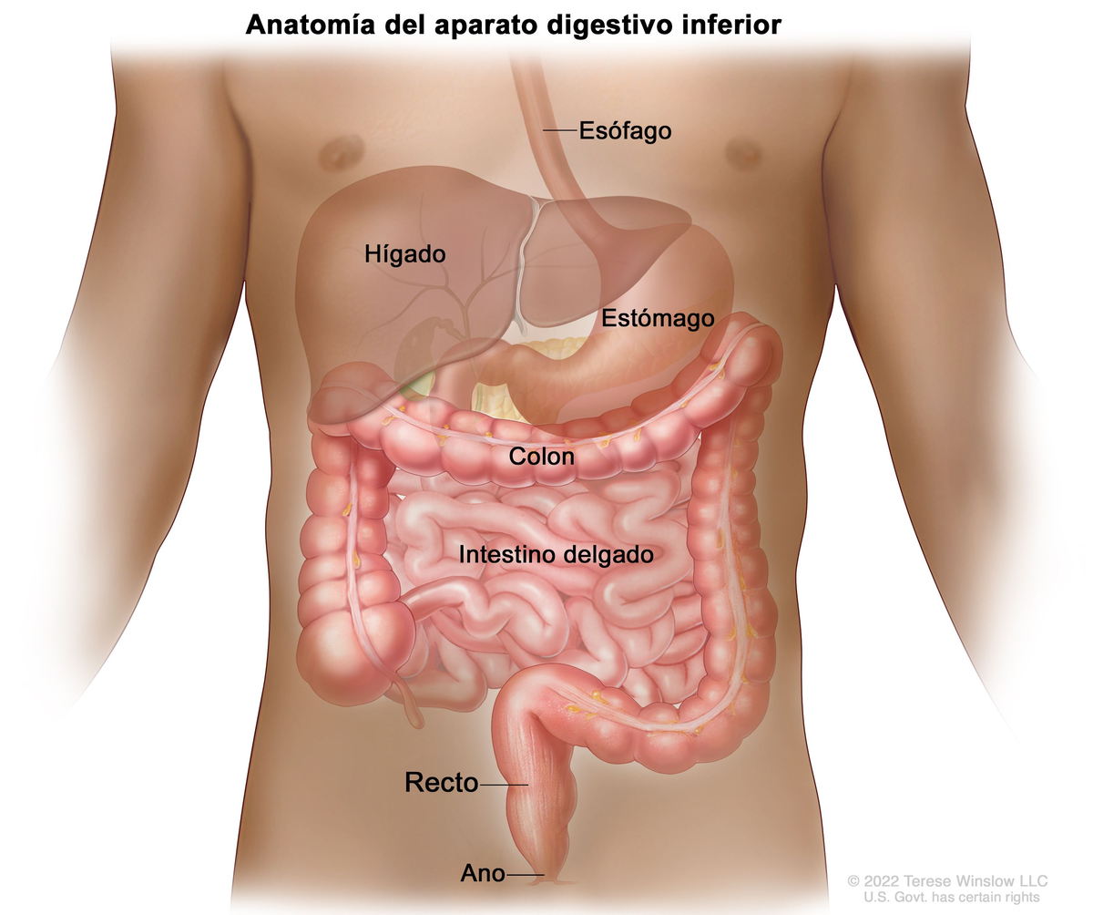 El cáncer colorrectal es el segundo más frecuente en Argentina