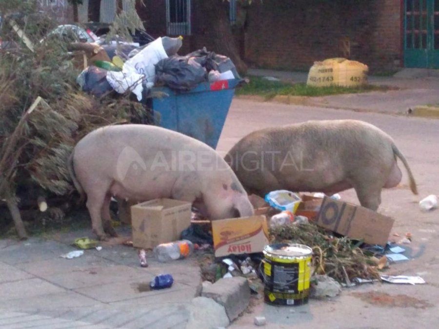 Chanchos “de shopping” por el Centro Comercial de Bº El Pozo