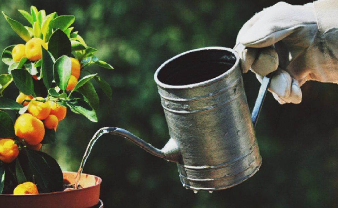 En qué momento regar las plantas en invierno