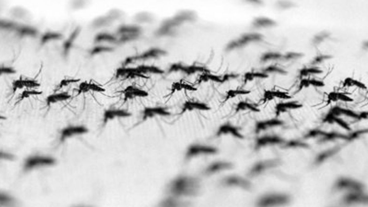Los motivos que favorecieron la invasión de los mosquitos están relacionados directamente con las condiciones climáticas que se dieron en Santa Fe y zona en las últimas semanas.
