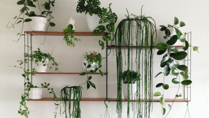 5 plantas de interior que son tendencia y decoran tu casa