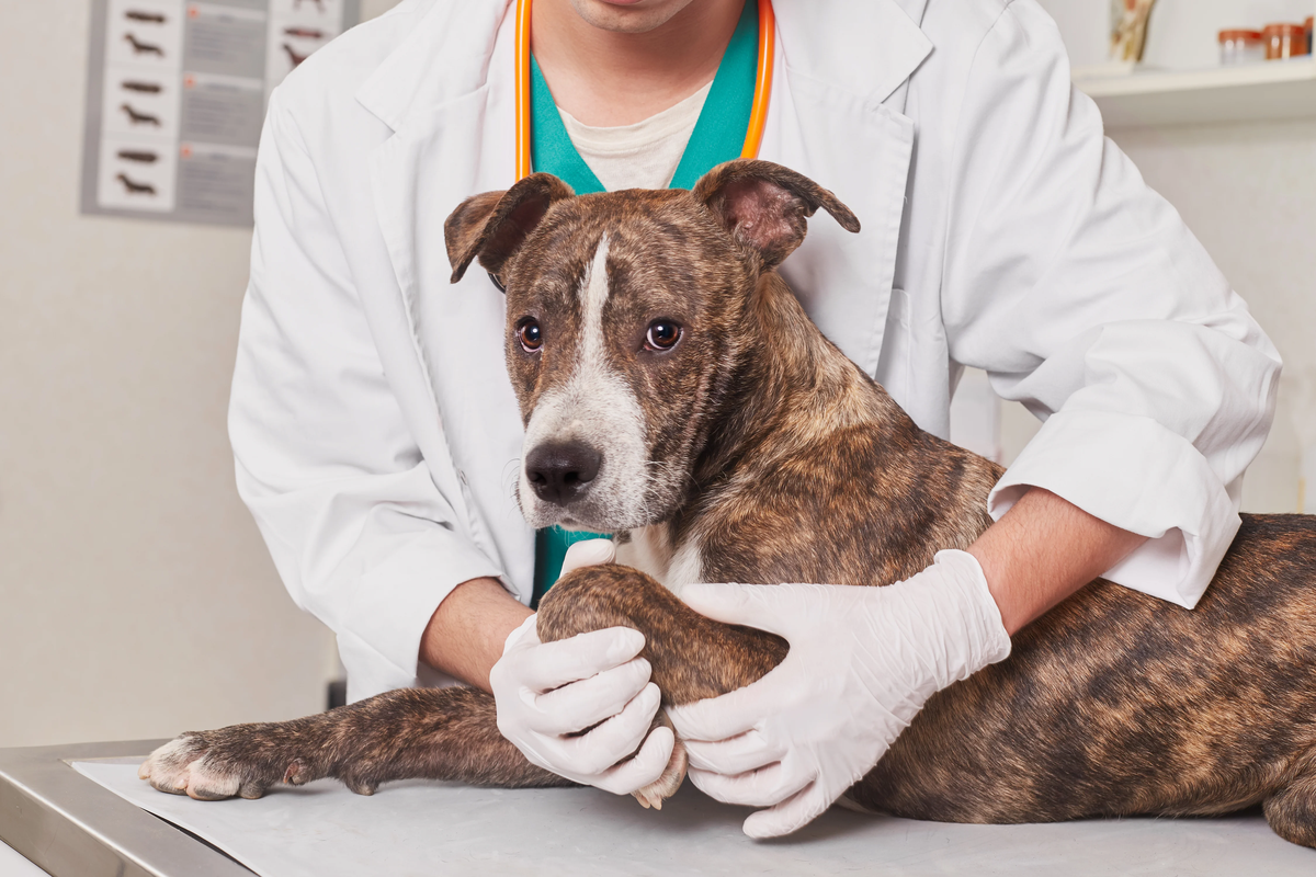 Fisioterapia de animales: ¿por qué la necesitan?