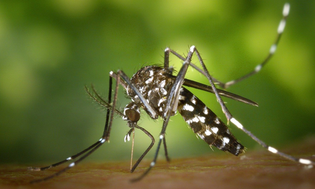 Aire de Santa Fe | Confirman que la vacuna contra el dengue estará disponible en noviembre: cuánto costará