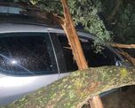 El vehículo quedó aplastado por el árbol que cayó en Colastiné Norte. El vehículo quedó aplastado por el árbol que cayó en Colastiné Norte.