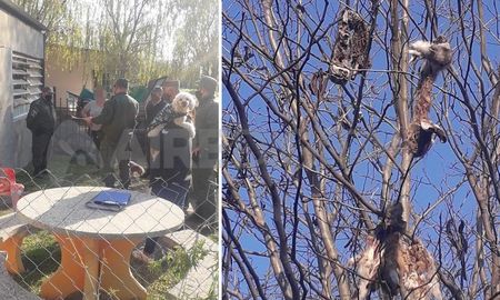 Así encontraron los restos de liebres y gato montés en una casa de San Genaro. Así encontraron los restos de liebres y gato montés en una casa de San Genaro.