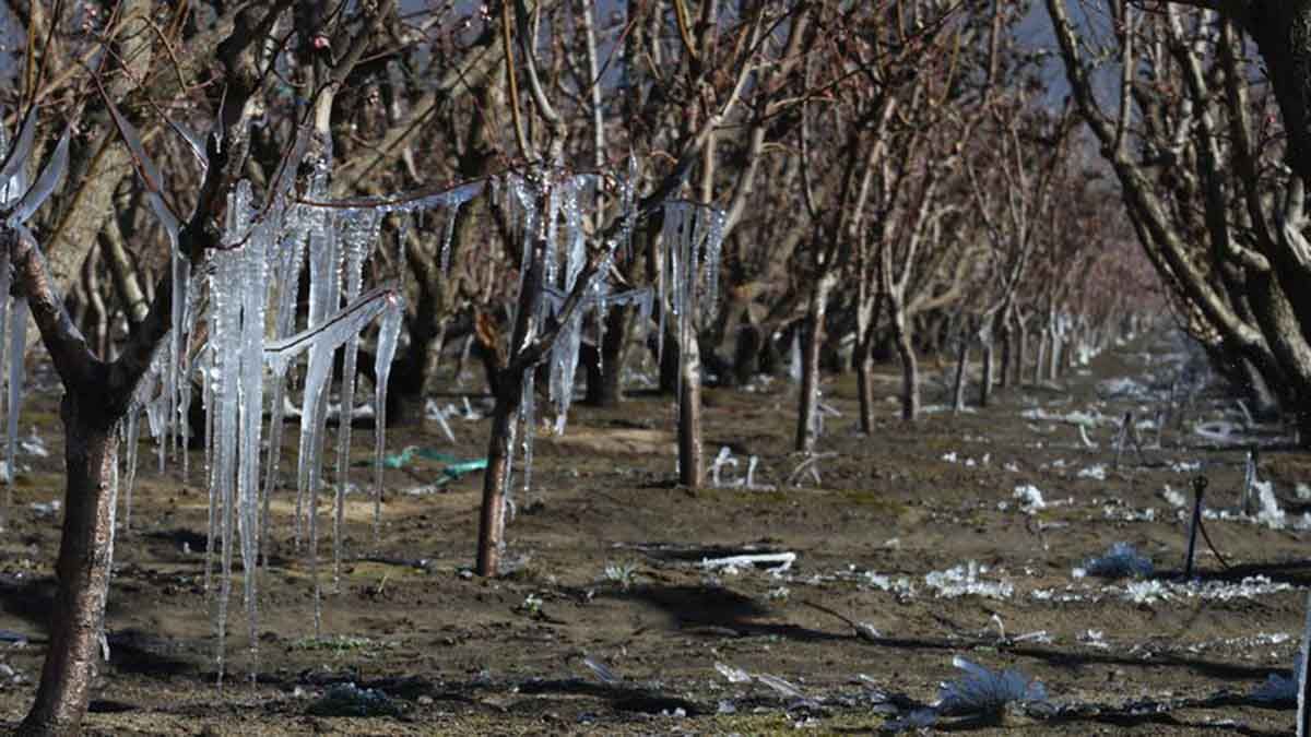 Congelados. En Mendoza hubo hasta 9 grados bajo cero