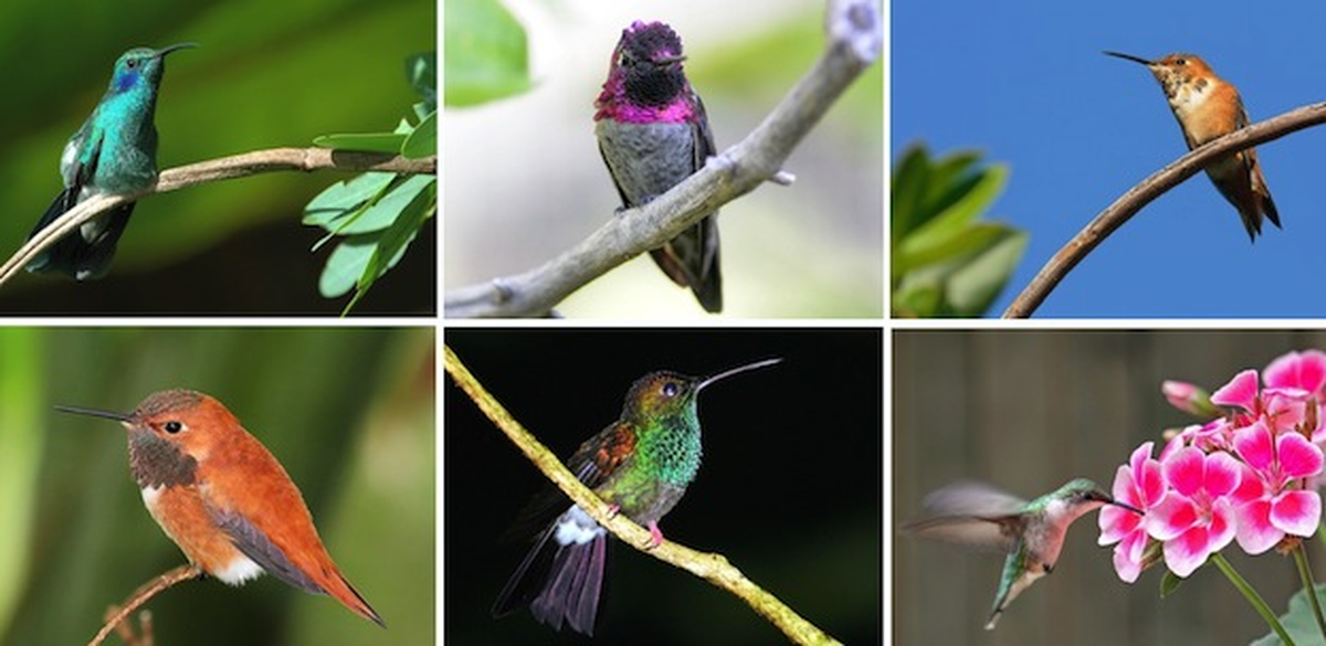 Cuántas especies de colibrí hay