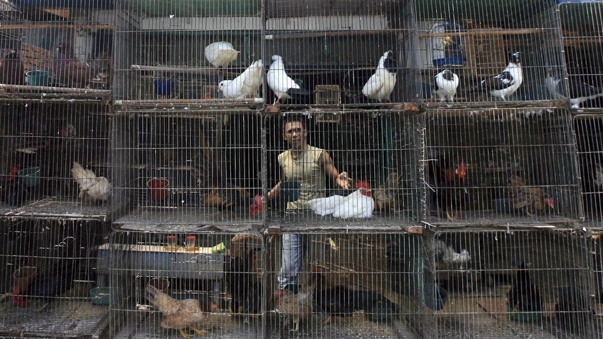 Mercado de animales en Asia.&nbsp;