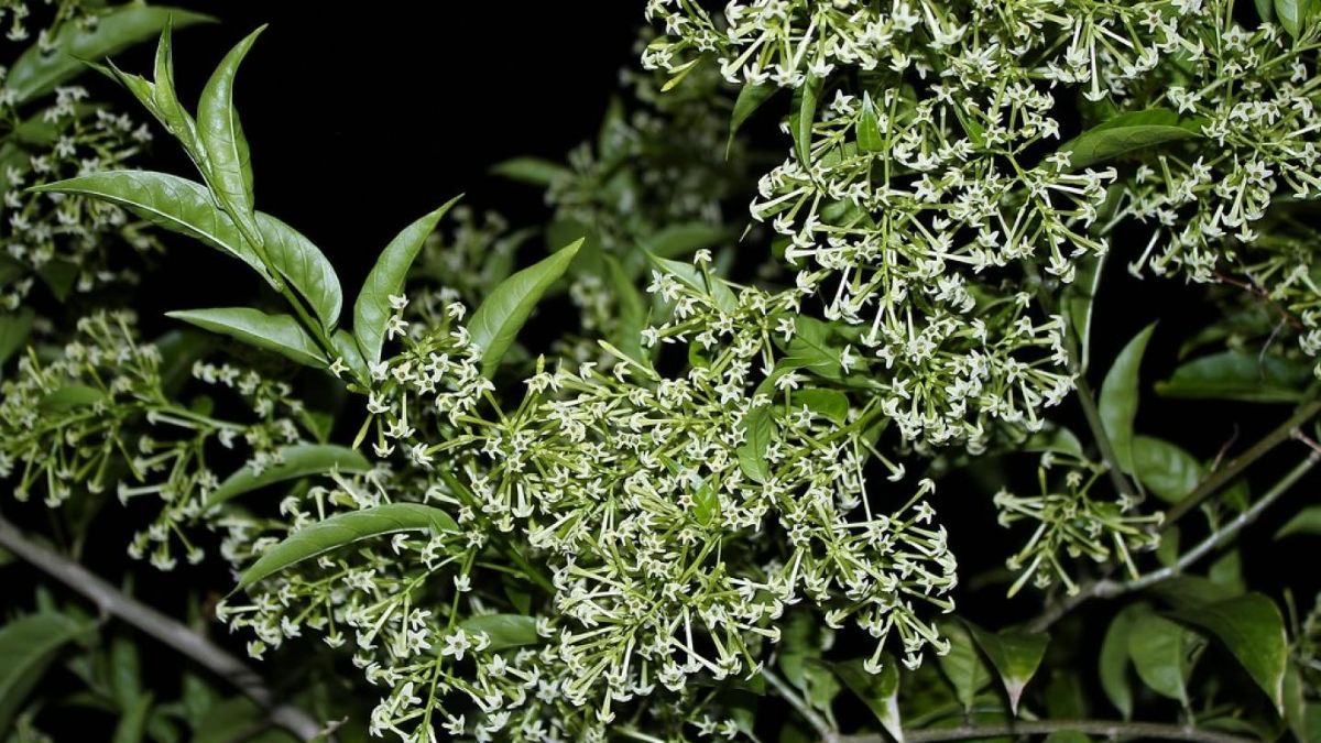 Las flores del gal&aacute;n de noche se abren al anochecer y liberan un perfume inconfundible.