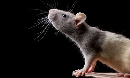 Esta especie particular de roedor tiene particularidades y comportamientos extraños. Esta especie particular de roedor tiene particularidades y comportamientos extraños.