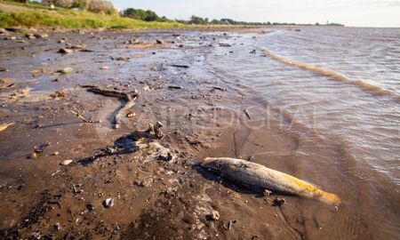En la laguna Setúbal se puede observar peces muertos en la orilla y muchos quedan varados en las zonas en las que hay poca profundidad. En la laguna Setúbal se puede observar peces muertos en la orilla y muchos quedan varados en las zonas en las que hay poca profundidad.