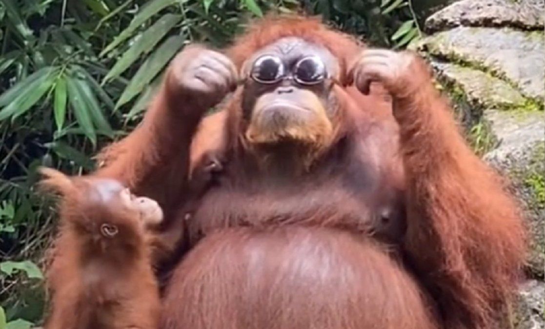 Video viral: orangután encontró unos lentes de sol y su reacción se volvió furor en las redes sociales.