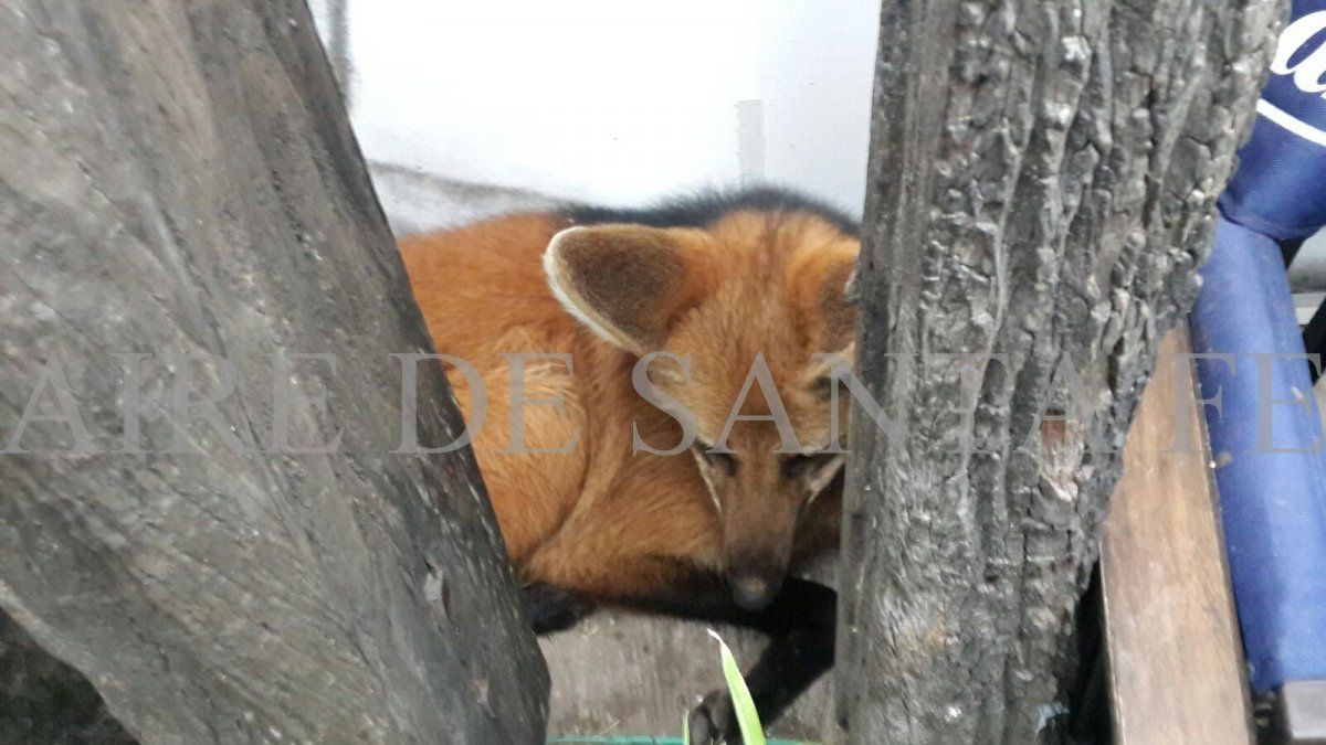 El aguará guazú quedará bajo el cuidado de los profesionales de la granja La Esmeralda