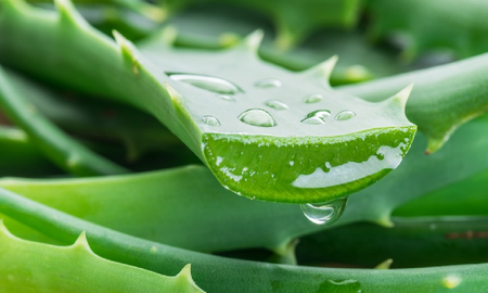 como hacer tu propia mascarilla facial de aloe vera como hacer tu propia mascarilla facial de aloe vera