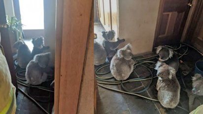 Una pareja rescató del fuego a seis koalas y los alojó en su casa