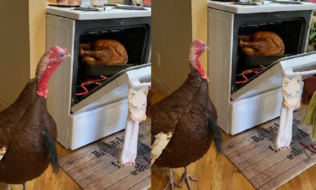 El video viral y polémico de cómo un pavo vio a otro pavo cocinándose El video viral y polémico de cómo un pavo vio a otro pavo cocinándose