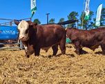 remate de la lehmann en romang: los toros angus y braford promediaron cerca de 1.400 kilos de ternero