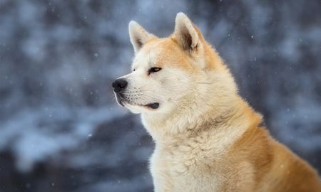 Hachiko, el perro que esperó a su dueño por mas de diez años. Hachiko, el perro que esperó a su dueño por mas de diez años.
