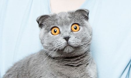 Un gato tranquiliza a un niño que sufre una crisis nerviosa