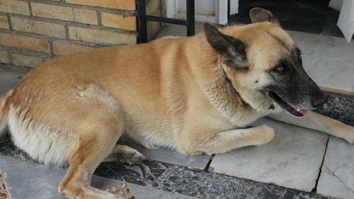 Imputaron a la dueña de un perro por la muerte de una mujer