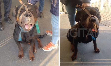 El perro que mordió al nene en el barrio Barranquitas. El testimonio de su mamá. El perro que mordió al nene en el barrio Barranquitas. El testimonio de su mamá.