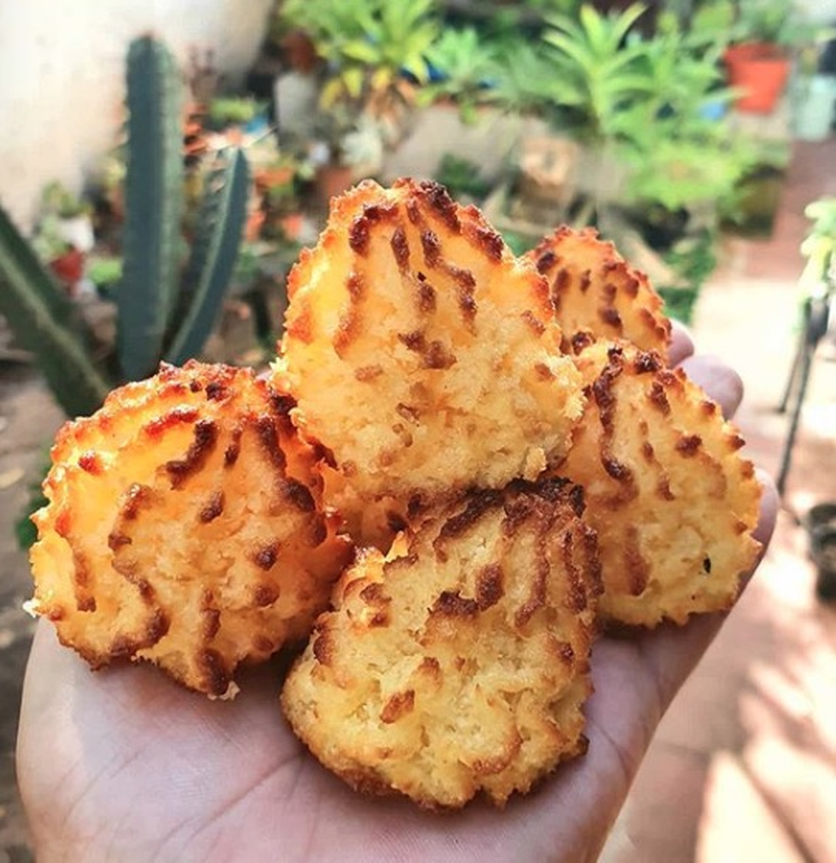 Los coquitos son bocados ideales y muy ricos para comer a la hora del postre o la merienda. Los coquitos son bocados ideales y muy ricos para comer a la hora del postre o la merienda.