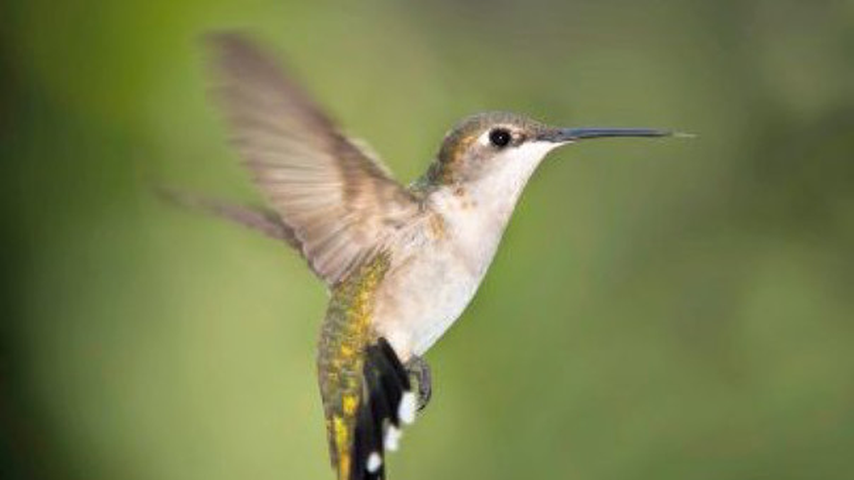 Cuántas veces por segundo aletea el colibrí