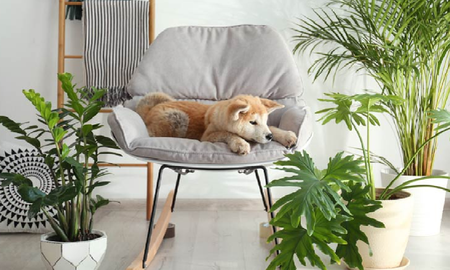 Plantas decorativas muy tóxicas para las mascotas Plantas decorativas muy tóxicas para las mascotas