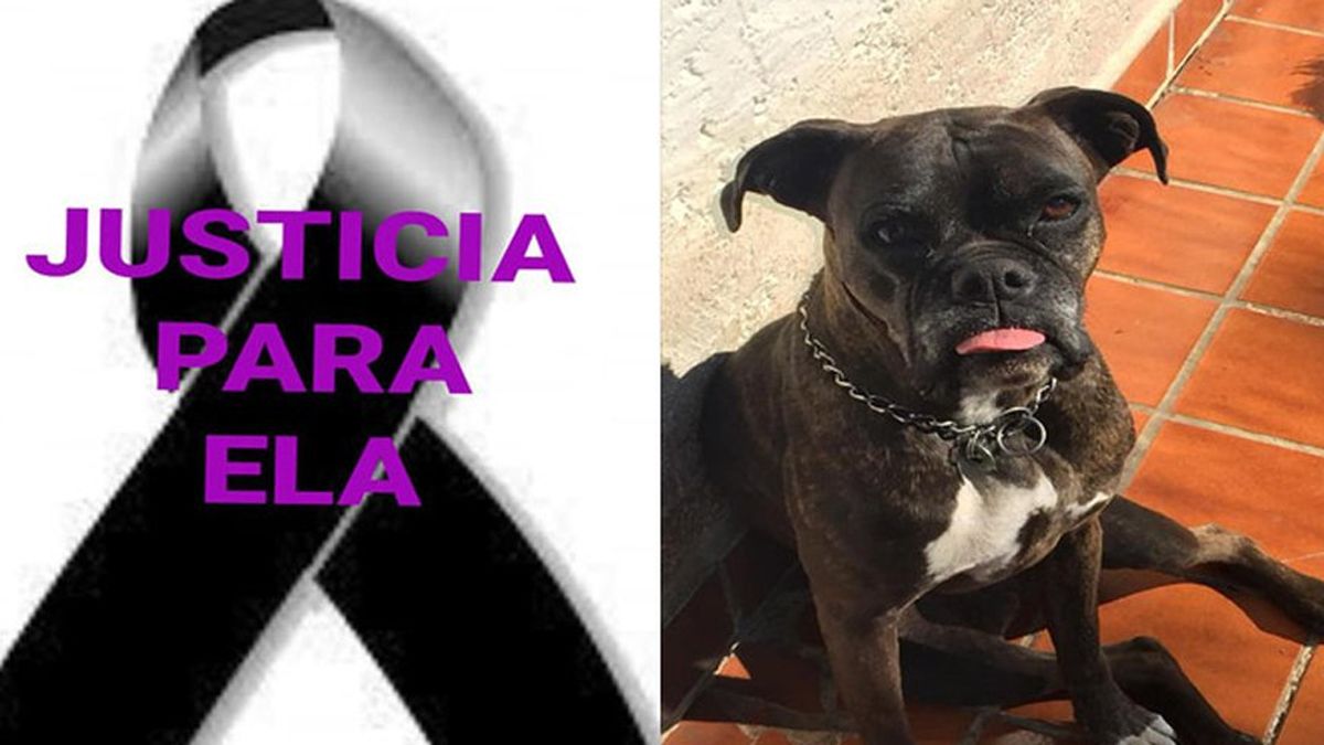 La legisladora señaló que “no puede volver a repetirse casos en el estado de maltrato animal, como el de “Negrita” y “Ela”, dos casos de maltrato de humanos a perritos que derivaron en su muerte.