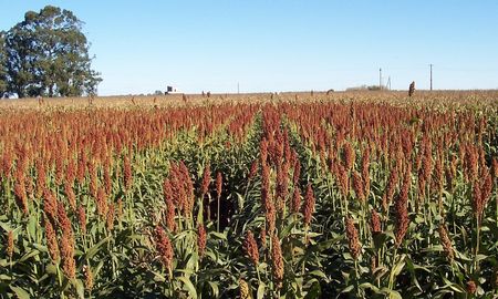 entre rios espera un aumento de la siembra de sorgo y caida de la de maiz entre rios espera un aumento de la siembra de sorgo y caida de la de maiz