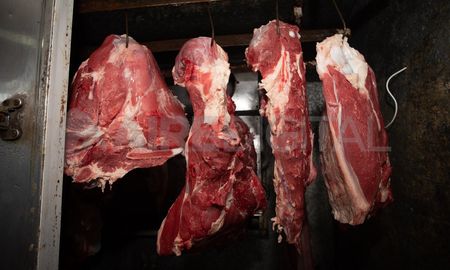 A través de una Resolución Conjunta de los Ministerios de Desarrollo Productivo y de Agricultura, Ganadería y Pesca, el Poder Ejecutivo prorrogó las trabas a la exportación de carne. A través de una Resolución Conjunta de los Ministerios de Desarrollo Productivo y de Agricultura, Ganadería y Pesca, el Poder Ejecutivo prorrogó las trabas a la exportación de carne.