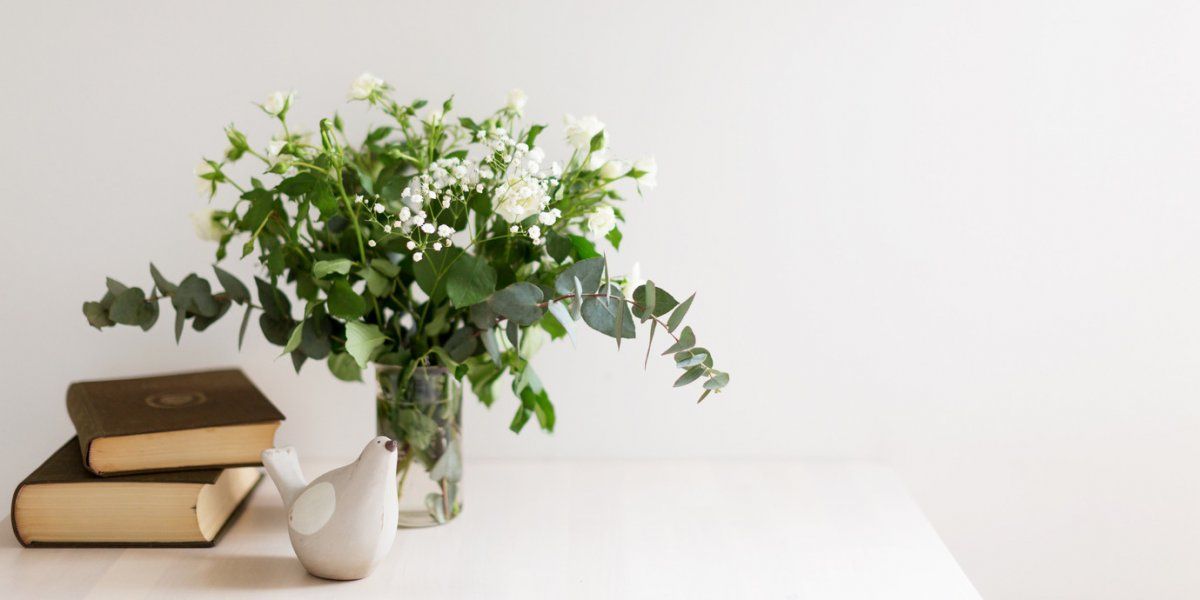 Descubrí las mejores plantas para decorar tu hogar con follaje.