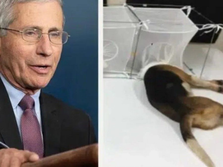El Beagle Gate: los horribles experimentos con perros del Dr. Fauci