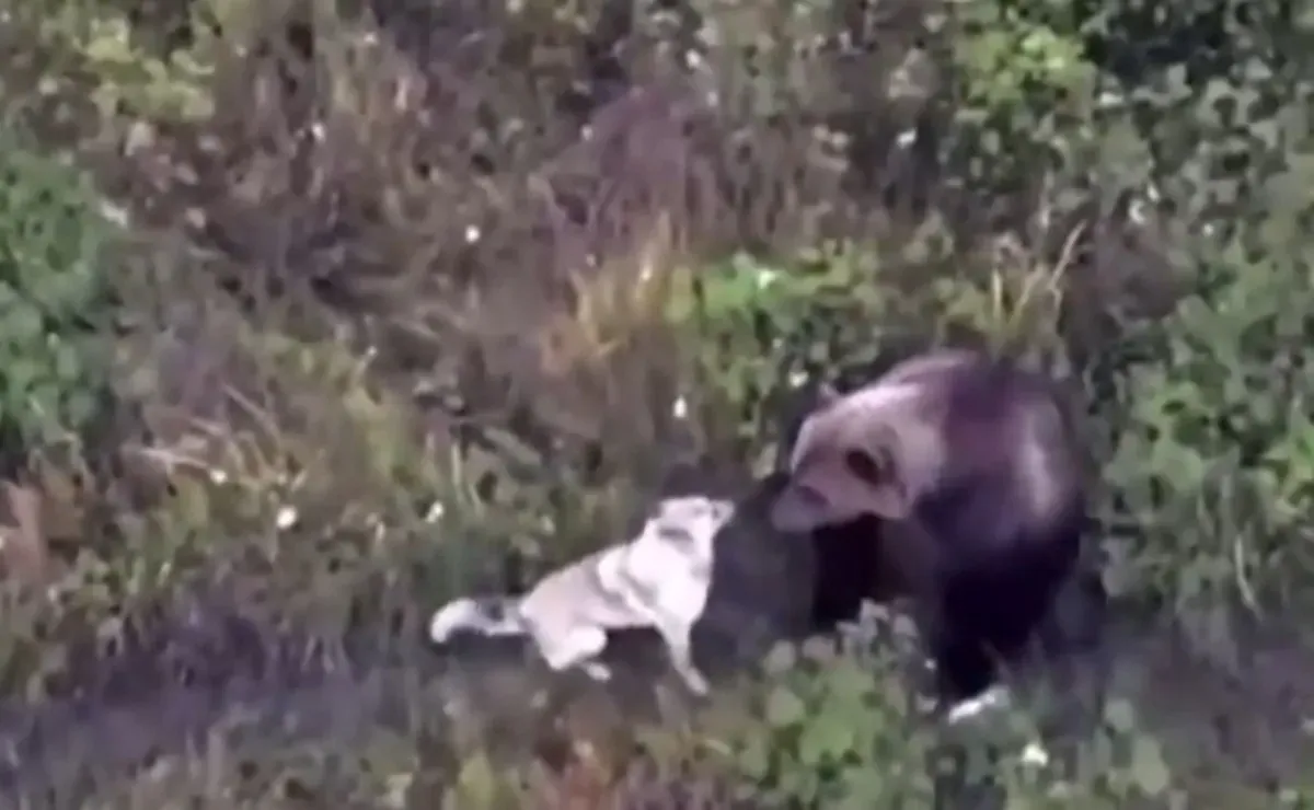 ¡Amistad inesperada! Un perro se pierde en Kamchatka y encuentra nuevos amigos en una familia de osos