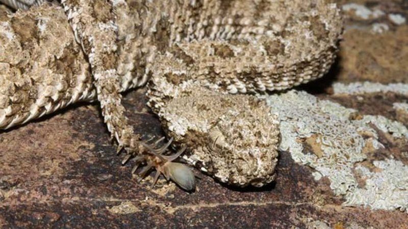 víbora araña e1548870511824.jpg