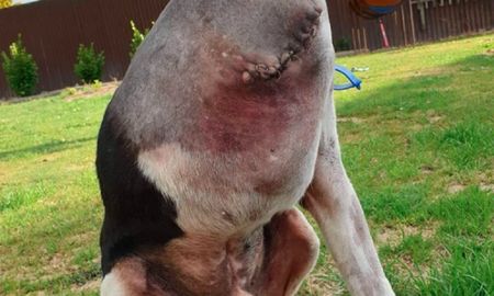 El perro que se volvió viral. El perro que se volvió viral.