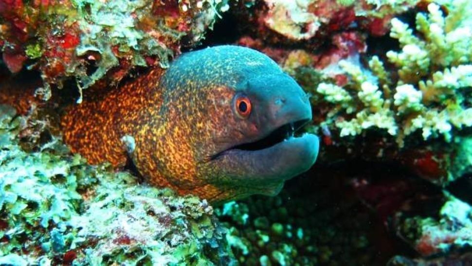 Peces de Londres están “re locos” por exceso de cocaína en el río