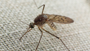 Brote de dengue en Santa Fe: advierten que el pico de los contagios aún no llegó