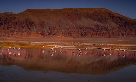 La Laguna Carachi Pampa atrae a cientos de turistas todos los años por sus increíbles paisajes y atractivos. La Laguna Carachi Pampa atrae a cientos de turistas todos los años por sus increíbles paisajes y atractivos.