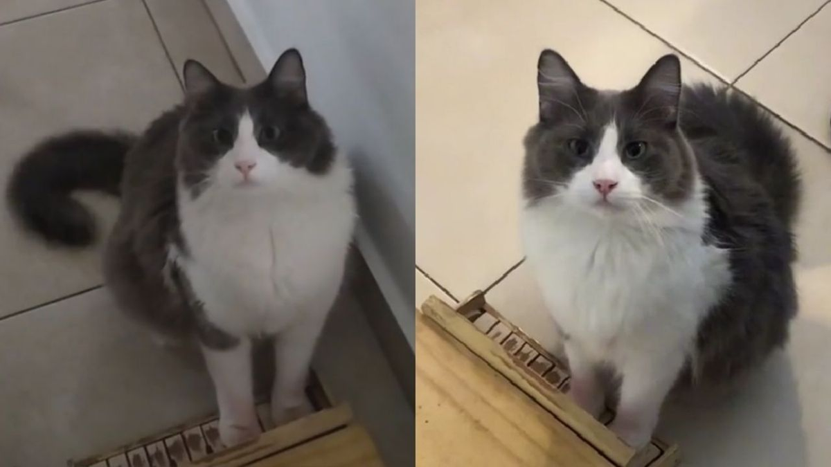 Limón, el gatito pianistas que enamora a todos en TikTok.