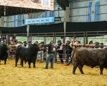 los guasunchos subio al podio brangus, consolidando al noroeste santafesino como polo genetico de excelencia los guasunchos subio al podio brangus, consolidando al noroeste santafesino como polo genetico de excelencia