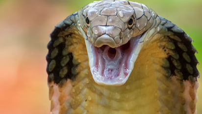 Soñar con serpientes en la casa: el significado oculto