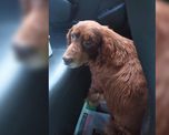 Por mordeduras no se puede tener cinco meses animales encerrados en situación de maltrato”, reclamó Salzman. Por mordeduras no se puede tener cinco meses animales encerrados en situación de maltrato”, reclamó Salzman.