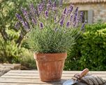 Por qué la lavanda se puede secar.