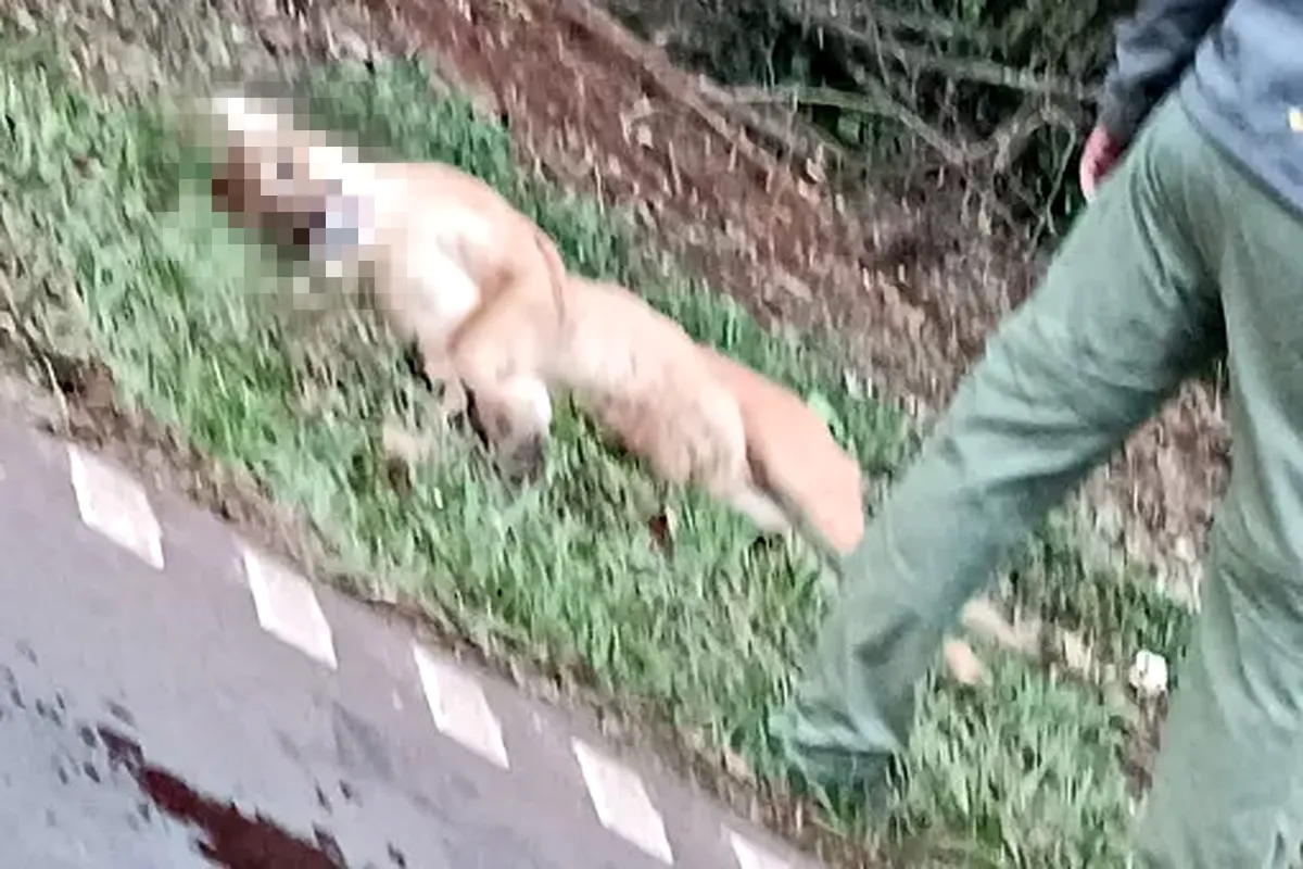 Se aconseja que dentro del área se circule a 60 kilómetros por hora